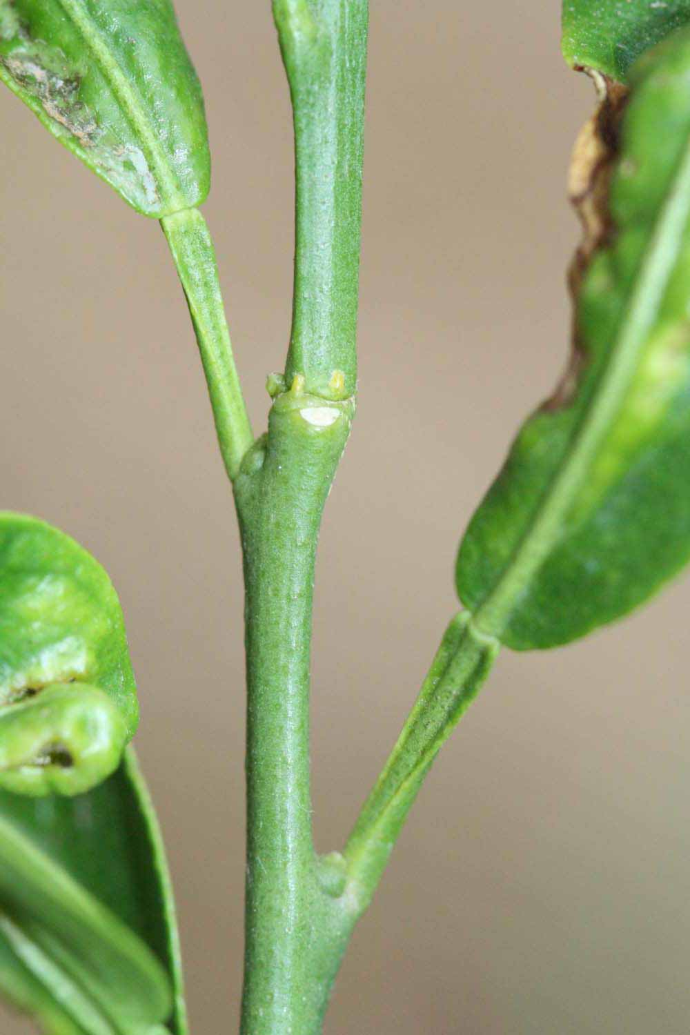              First year twig (Riverside, CA)       